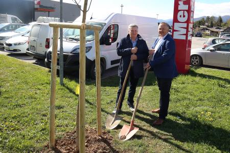 Zasaditev dreves med regionalno cesto in centrom Mercator 08 Foto Ljubo Vukelič